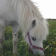 Welsh Mountain (sec A) Trine ( i pleje/ ny ejer)