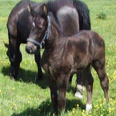 Oldenborg Bøgsted-Møllers Lucia