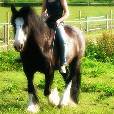 Irish Cob Sir Victor Of Ireland, solgt