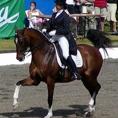 Dansk Varmblod Lutz H (Pensioneret)