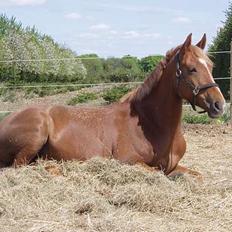 Appaloosa S. van de lorkeershoeve
