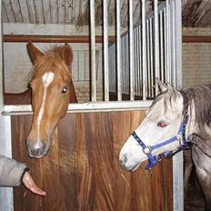 Appaloosa S. van de lorkeershoeve