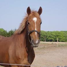 Appaloosa S. van de lorkeershoeve