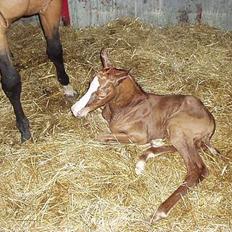 Dansk Varmblod GraversgaardsDiablo solgt