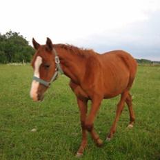Dansk Varmblod GraversgaardsDiablo solgt