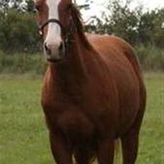 Dansk Varmblod GraversgaardsDiablo solgt