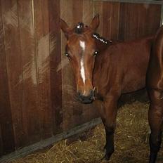 Dansk Varmblod GraversgaardsRedina solgt