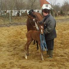 Dansk Varmblod GraversgaardsRedina solgt