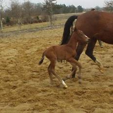 Dansk Varmblod GraversgaardsRedina solgt
