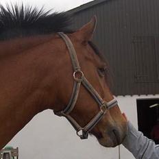 New Forest Nørregaards Bob (Fire)   