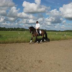 Dansk Varmblod West Side Wonder Choice *R.I.P.*