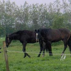 Dansk Varmblod West Side Wonder Choice *R.I.P.*