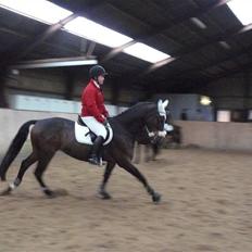 Dansk Varmblod West Side Wonder Choice *R.I.P.*