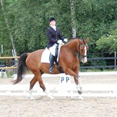 Dansk Varmblod Sylvester Stallone- SOLGT