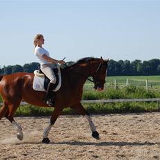 Dansk Varmblod Sylvester Stallone- SOLGT