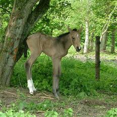 Anden særlig race Søndervangens Diva *solgt