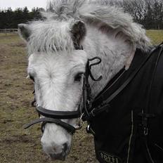 Shetlænder Højvangs Lille Claus