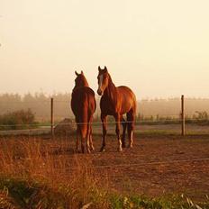 Traver Iron Flamingo # R.I.P #