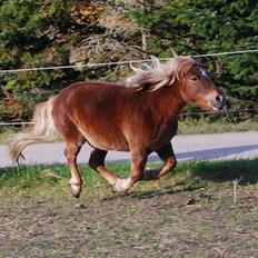 Shetlænder Alikka (Bertha) R.I.P.