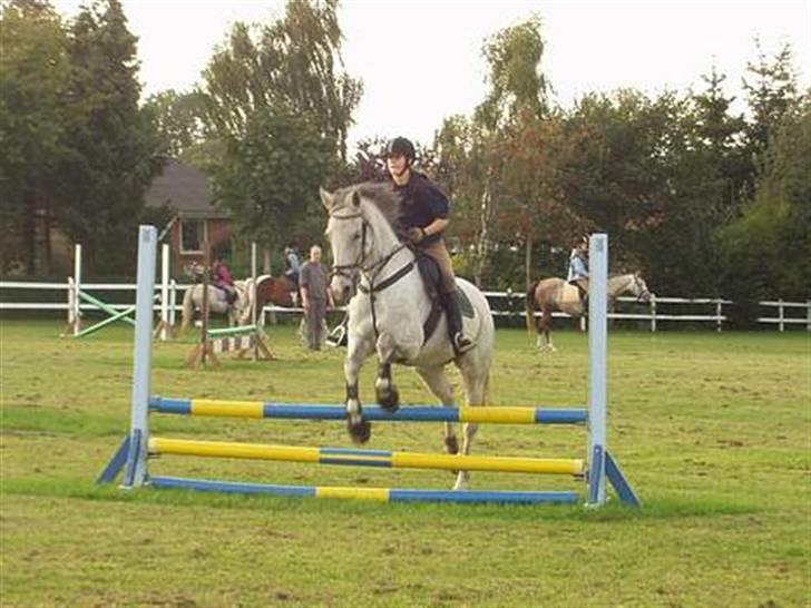 Dansk Varmblod Casina R.I.P. - Velkommen til min Profil!! billede 1