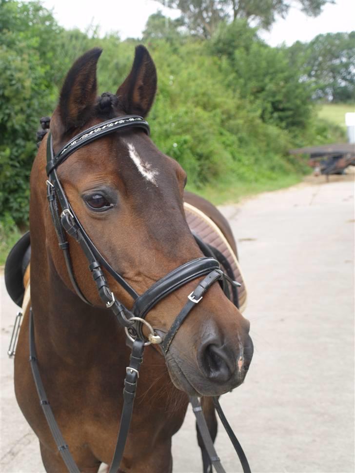 Anden særlig race Dark Beauty - Dark Beauty d. 30/07/07.  billede 12