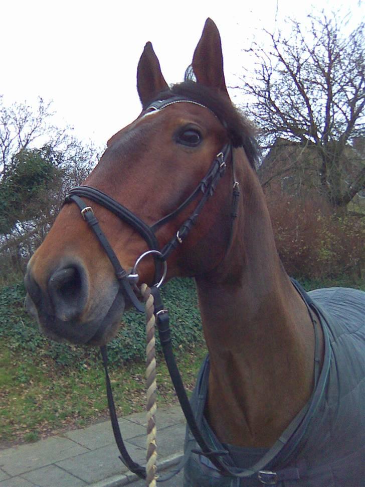 Anden særlig race Marquist  - Nååå se ham lige.. <33 billede 8