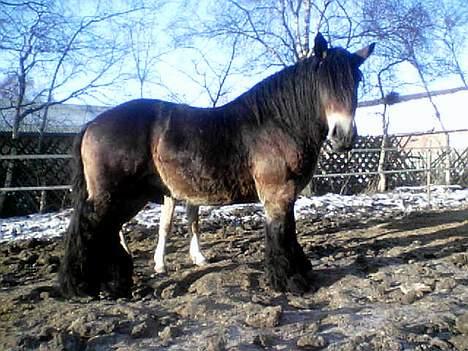 Jyde Mattias (Solgt) billede 1