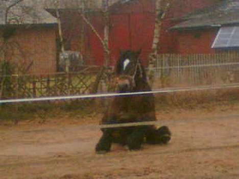 Jyde Mattias (Solgt) billede 2