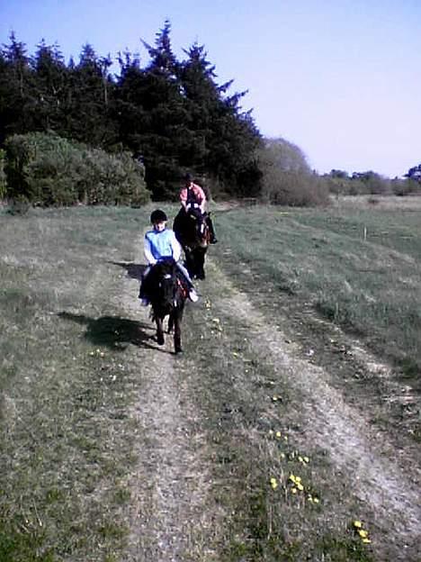 Jyde Mattias (Solgt) - ......og jeg var meget træt da vi kom hjem...*gab* billede 8