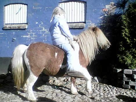 Pinto Baron (Solgt) - Jeg kan godt mærke Julie er ved at blive støre....... billede 13