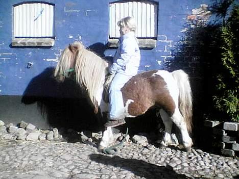 Pinto Baron (Solgt) - ......hun er ved at være go´til at tumle mig....*ss* billede 14