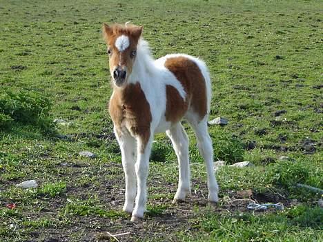 Anden særlig race *Hidalgo* *solgt* - 17/5 06 billede 16