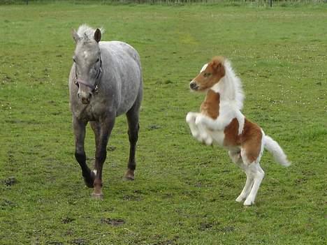 Anden særlig race *Hidalgo* *solgt* - 17/5 06 billede 19