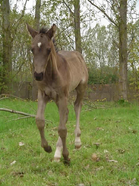 Dansk Varmblod Andante - følle-bølle i fuld galop :0 billede 19
