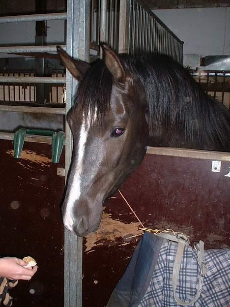 Anden særlig race Lucky Boy - Os der hvor han er i tilridning i hans boks..  billede 12