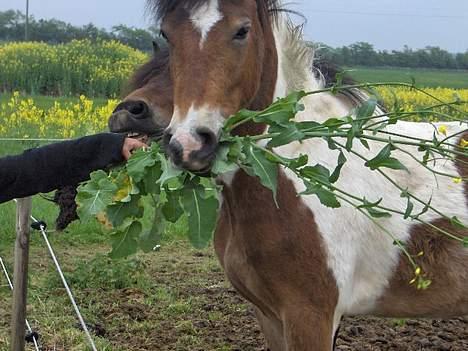 Anden særlig race Laban  - Jeg elzker BLOMSTER ! billede 17