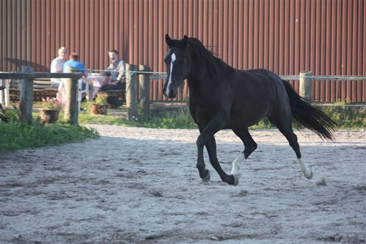 Anden særlig race Lucky Boy - Foto af: Marlene Ø billede 13