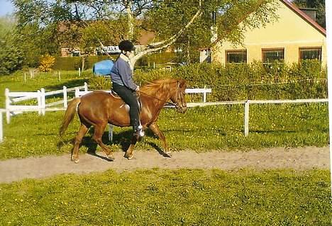 Islænder Nadia *Død* - forår 2006. billede 6