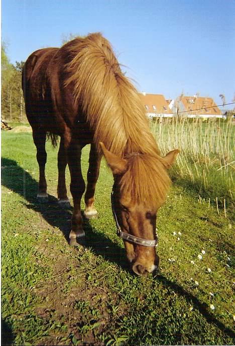 Islænder Nadia *Død* billede 8