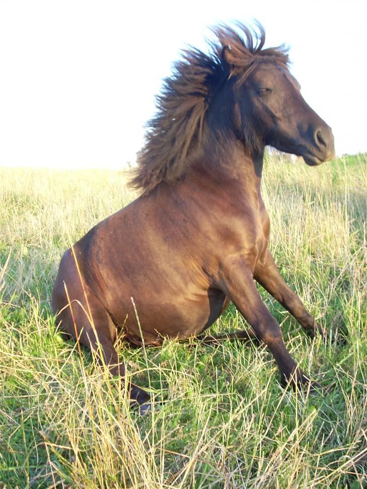 Shetlænder Machop - min skøre lille pony :) billede 9