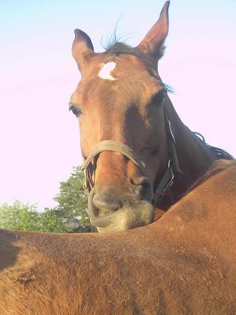 Dansk Varmblod W. Moonlight R.I.P 9-5-10 billede 12