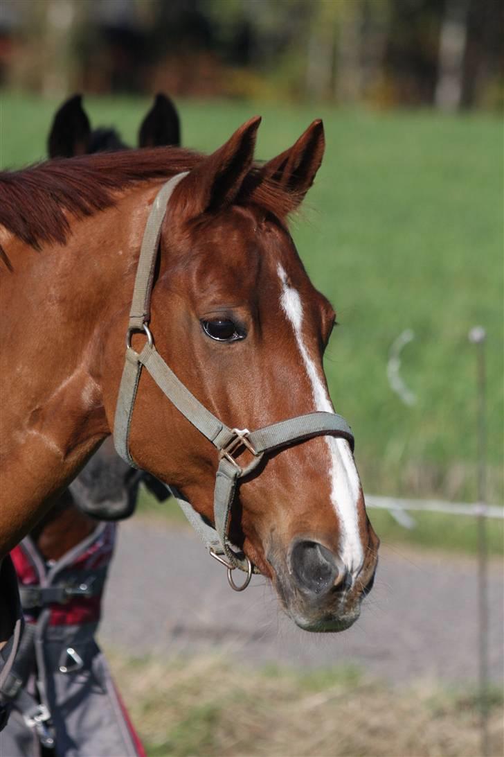 DSP Zanick - Solgt. - Hans kønne hovede! i; Foto: Gitte Dahl. billede 10