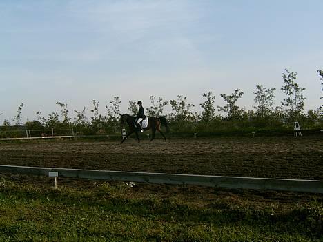 Anden særlig race Dixie Solgt - Thorsø rideklub. sh-cuppen 06 billede 12