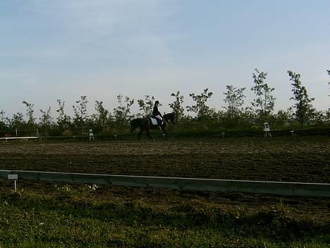 Anden særlig race Dixie Solgt - thorø rideklub. sh-cuppen 06 billede 14