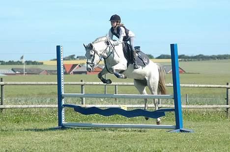 DSP Stidsbjergs Tabitta - Bølge Planke, <3 80 Cm <3 billede 11