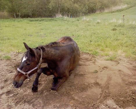 Traver Hilde Knab †060706† - Hilde 19/5-06 - Dejligt med en rulle tur :-) billede 10