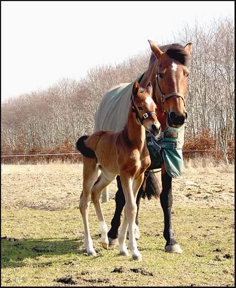 Anden særlig race Doktorgårdens Kianti billede 2
