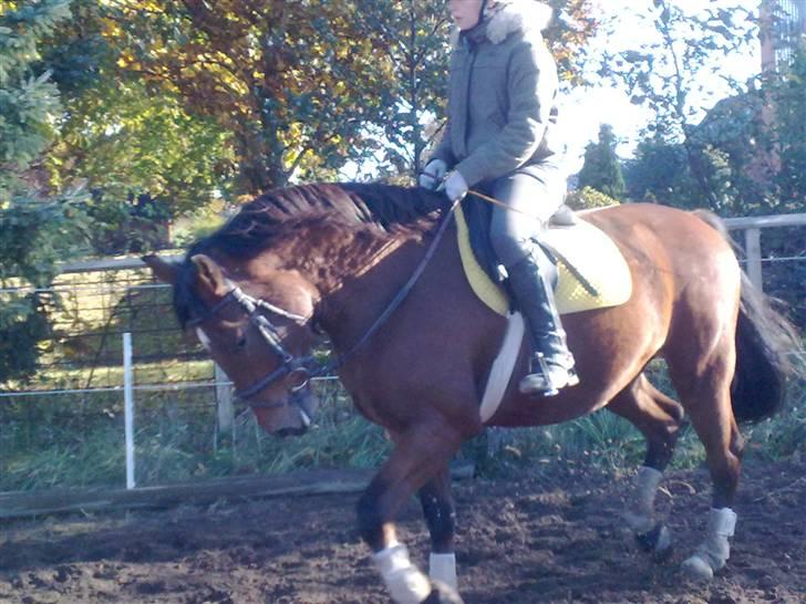 Anden særlig race Doktorgårdens Kianti billede 3