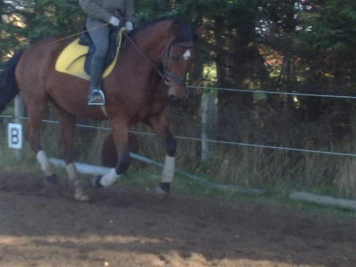 Anden særlig race Doktorgårdens Kianti - Så har vi fået rytter på :) billede 4