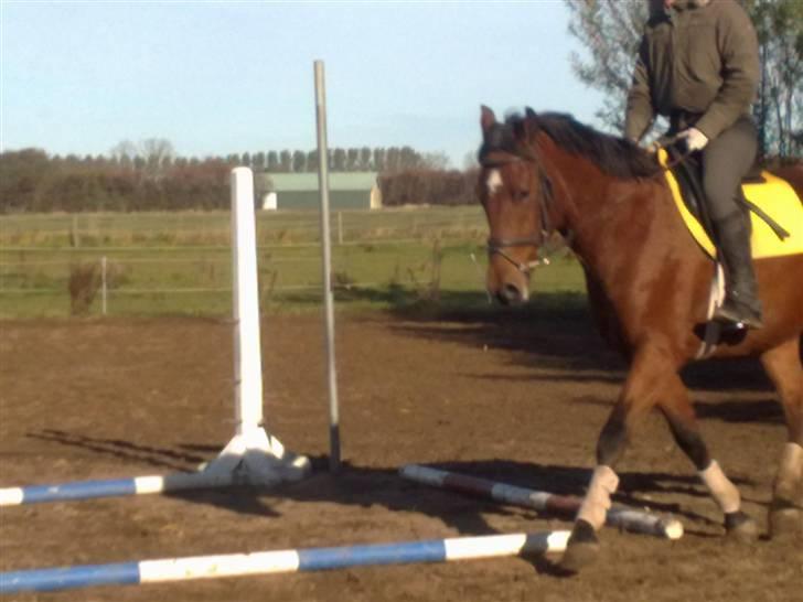 Anden særlig race Doktorgårdens Kianti billede 5